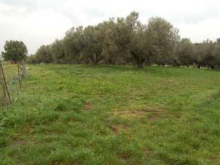 Terreno agricolo in vendita a viterbo strada della volpara