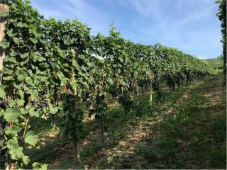 Terreno agricolo in vendita a castelletto molina 