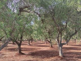 Terreno agricolo in vendita a ostuni ostuni costa merlata