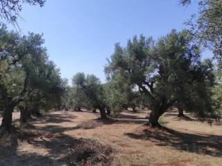 Terreno residenziale in vendita a ostuni strada provinciale 17