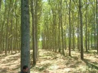 Terreno agricolo in vendita a san benedetto po romana s.n.c.