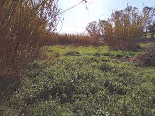 Terreno agricolo in vendita a cerveteri via della cava di sabbia