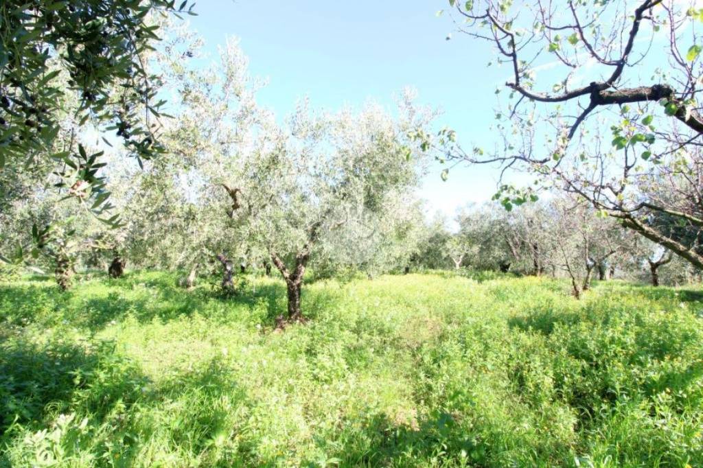 immagine annuncio 3 di 11