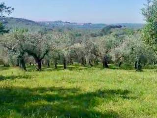 Terreno agricolo in vendita a nerola via monte lago, 12