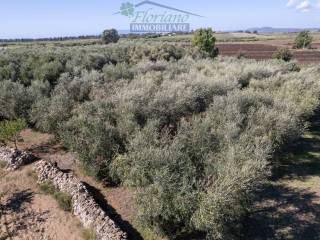 Terreno agricolo in vendita a montalto di castro strada provinciale pescia romana