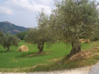 Terreno residenziale in vendita a castilenti contrada vicenne, snc