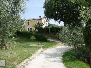 Azienda agricola in vendita a montedinove 