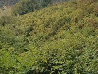 Terreno agricolo in vendita a ficarra strada provinciale di sellica