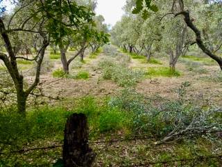 Terreno agricolo in vendita a vetralla 