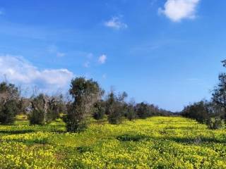 Terreno agricolo in vendita a san pietro vernotico g2hm+g8