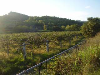 Terreno agricolo in vendita a tursi via roma