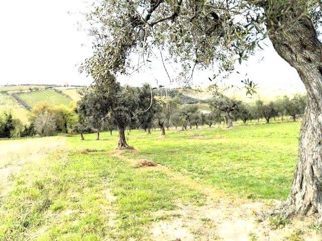 immagine annuncio 12 di 13