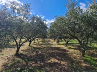 Terreno agricolo in vendita a isernia contrada selverine