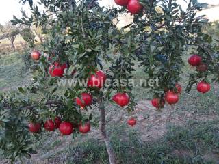 Terreno agricolo in vendita a pesaro 