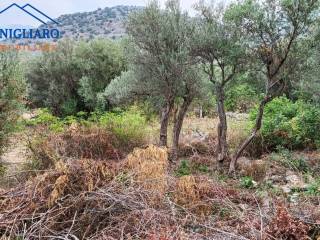 Terreno agricolo in vendita a torretta 