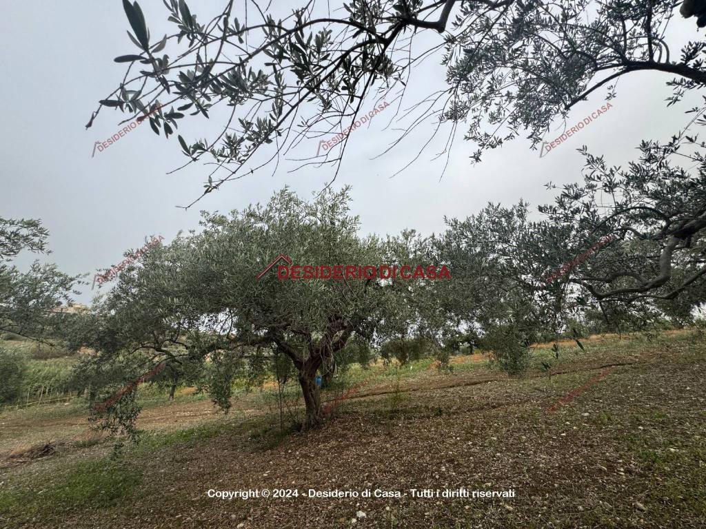 immagine annuncio 3 di 6
