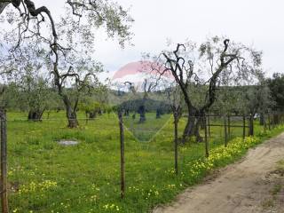 Terreno agricolo in vendita a vieste 