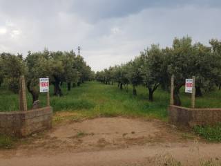 Terreno agricolo in vendita a lamezia terme localitã  bosco amatello