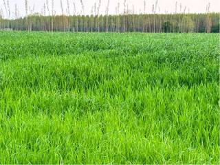 Terreno agricolo in vendita a sacile via roma , 1