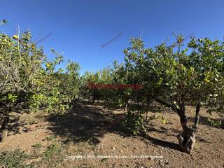 Terreno agricolo in vendita a bagheria strada comunale del fonditore