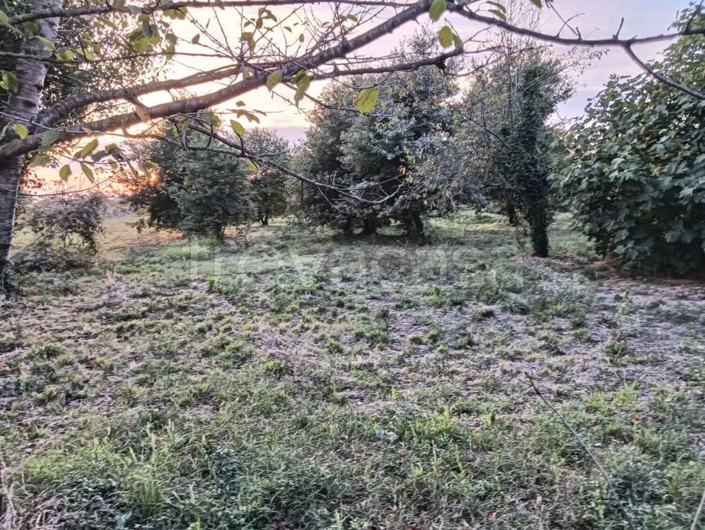 immagine annuncio 12 di 14