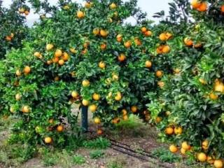 Terreno agricolo in vendita a lentini 