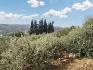 Terreno agricolo all'asta a todi sp380, 06059 casemasce pg, italia