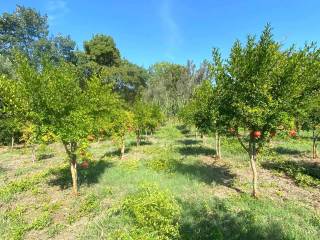 Terreno agricolo in vendita a catanzaro 