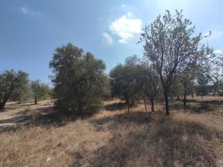 Terreno agricolo in vendita a trani strada montericco ii s.n.c.