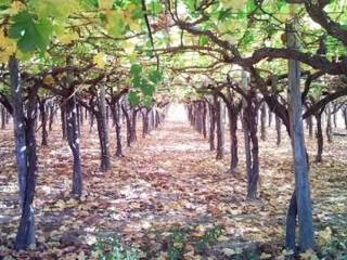 Terreno agricolo in vendita a barletta strada vicinale misericordia s.n.c.