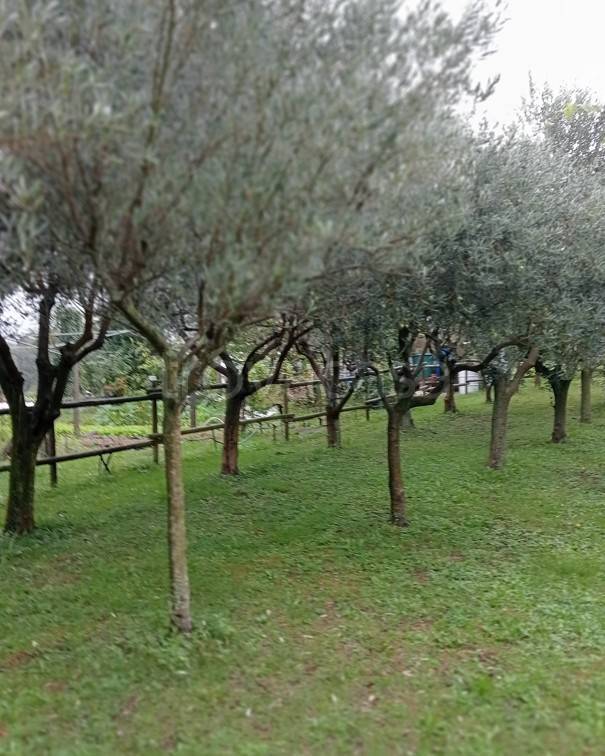 immagine annuncio 2 di 12