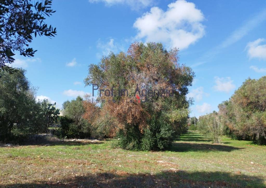 immagine annuncio 7 di 9
