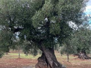 Terreno residenziale in vendita a ostuni zona: parco delle dune