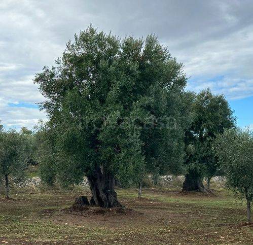 immagine annuncio 1 di 8
