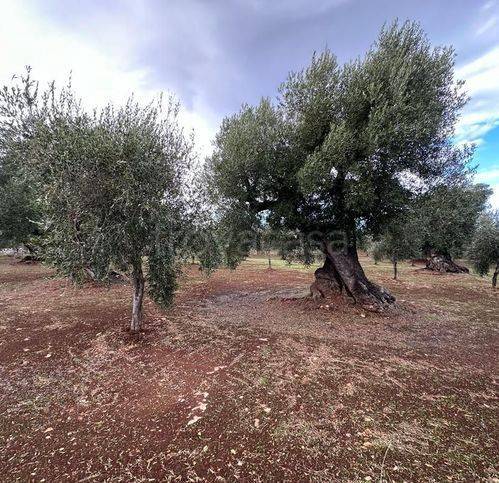 immagine annuncio 3 di 8