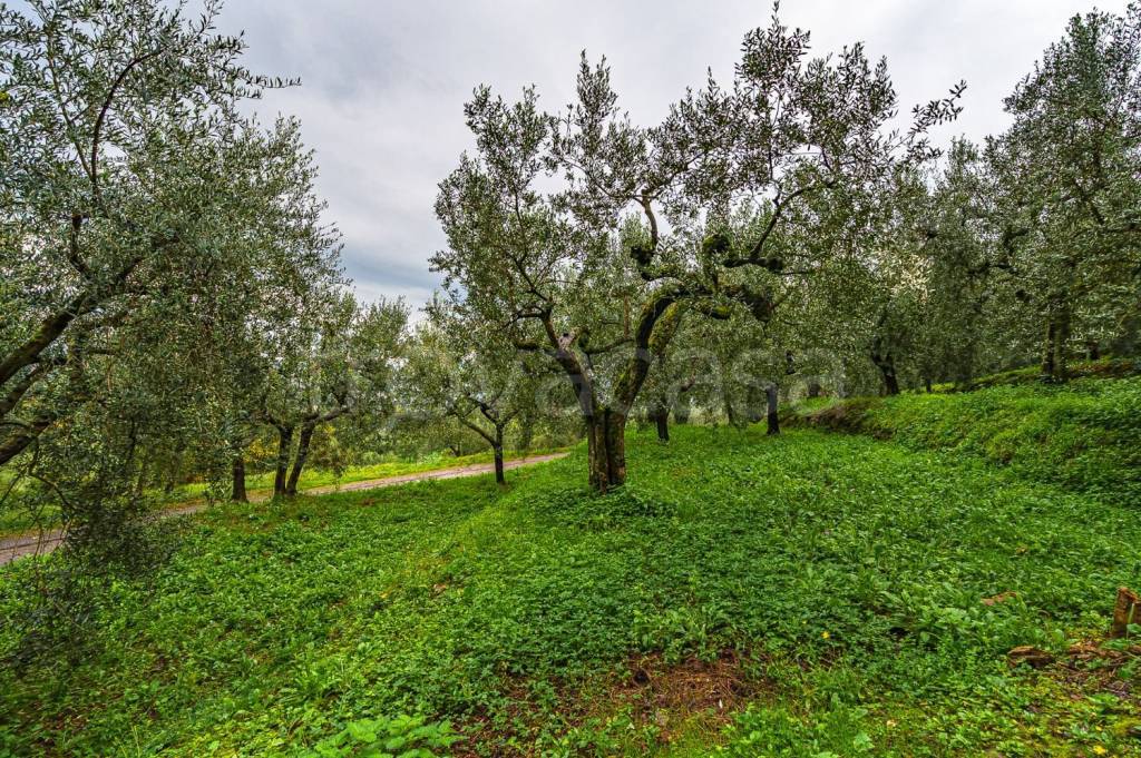 immagine annuncio 9 di 14