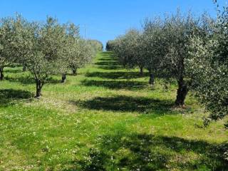 Terreno agricolo in vendita a pesaro via della torre campanaria s.n.c.