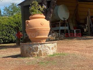 Azienda agricola in vendita a capalbio 