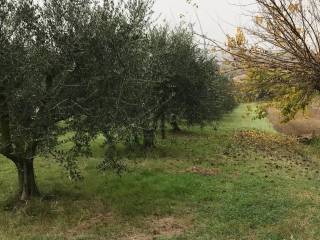 Terreno agricolo in vendita a montemarciano via santa veneranda s.n.c.