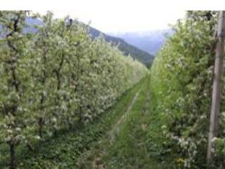 Terreno agricolo all'asta a naturno cirlano, 181