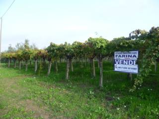 Terreno agricolo in vendita a san vito chietino contrada sciutico