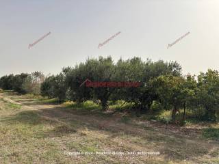 Terreno agricolo in vendita a partinico strada provinciale di calatubo