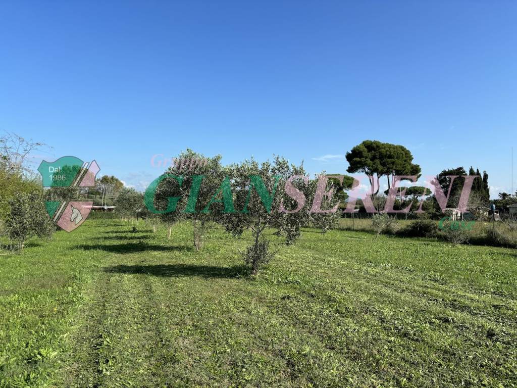 immagine annuncio 9 di 13