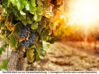 Terreno agricolo in vendita ad appiano sulla strada del vino girlaner straße