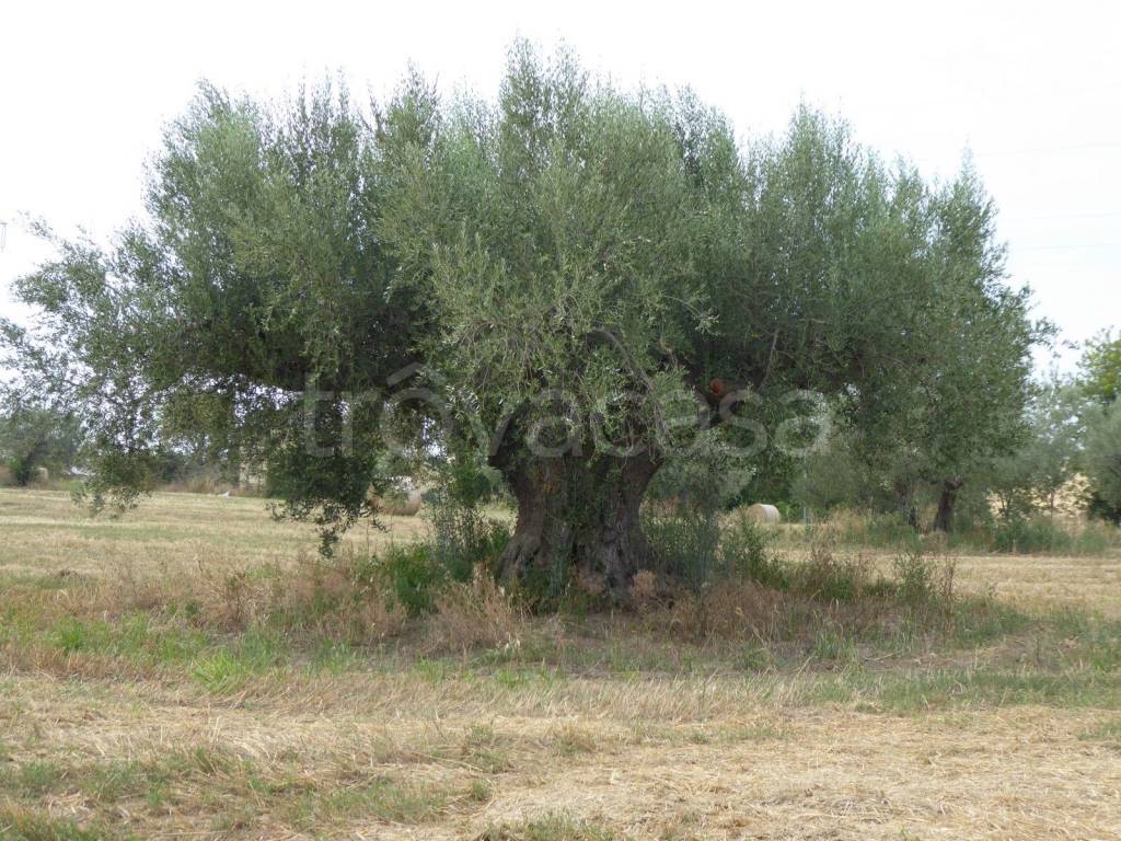 immagine annuncio 5 di 6
