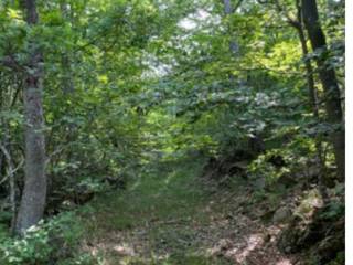 Terreno agricolo all'asta a fabbrica curone frazione forotondo