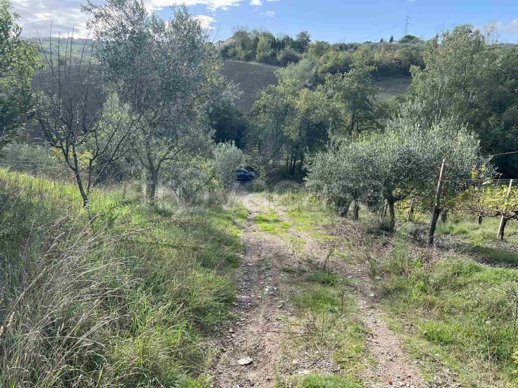 immagine annuncio 6 di 11