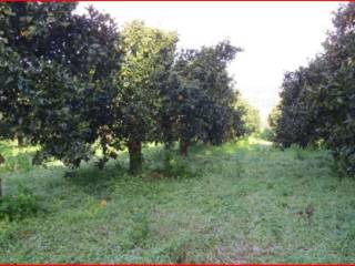 Terreno agricolo all'asta ad acate sp1