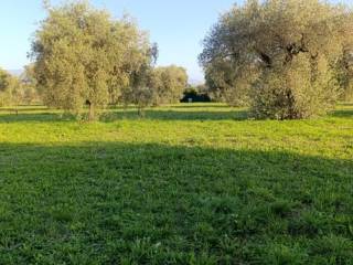 Terreno agricolo in vendita a capena via scoranello