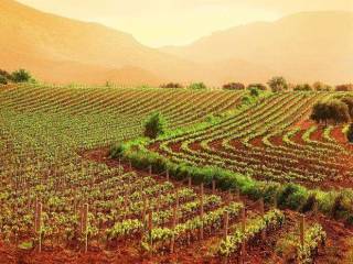 Terreno agricolo in vendita a mira 